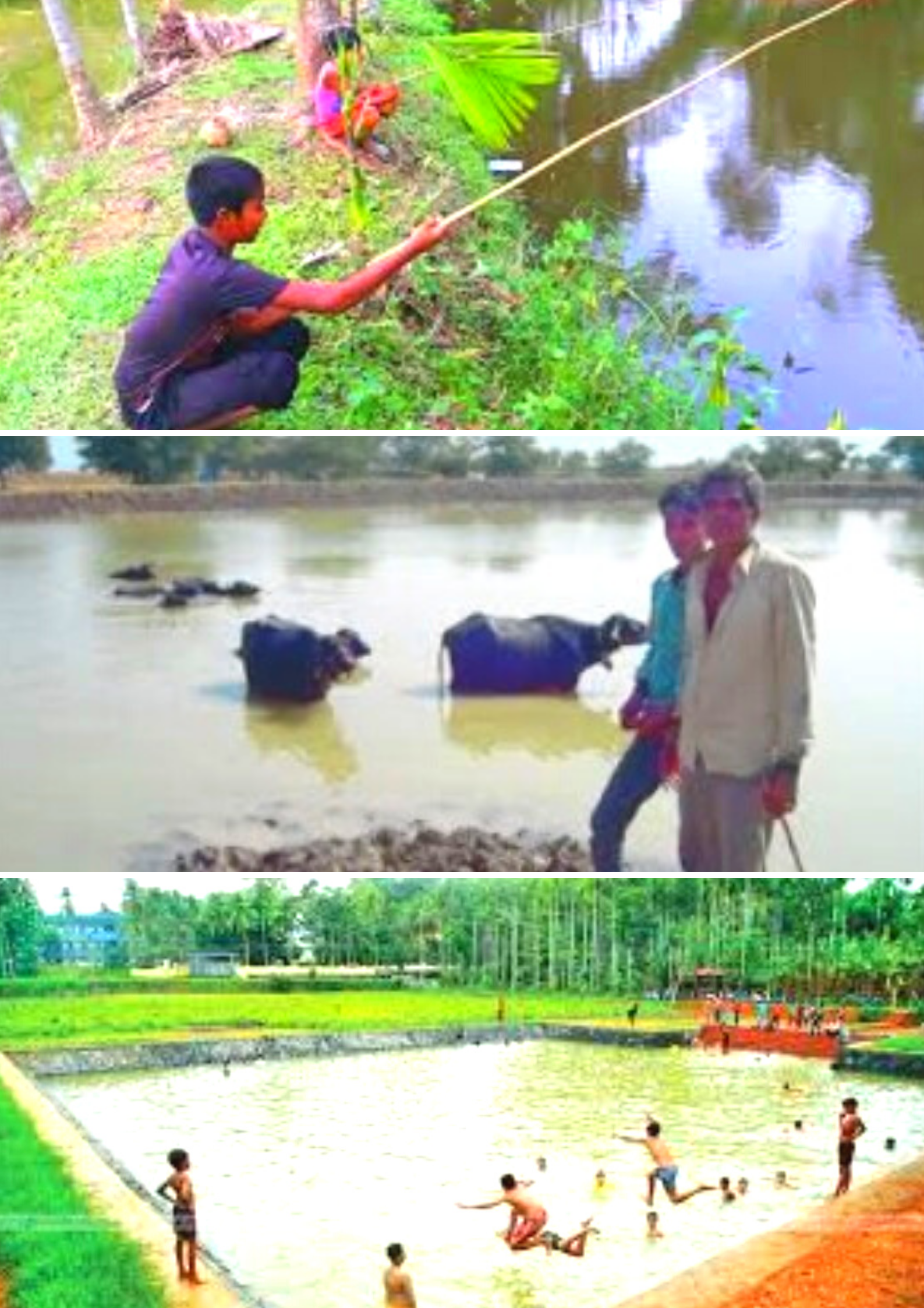 POND – The mainstream habitat